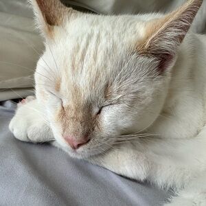 Meet your Posher, Mason